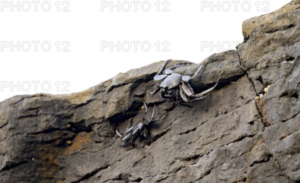Red rock crabs (Grapsus adscensionis), black cubs on a volcanic rock, coast, La Santa, Lanzarote, Canary Islands, Spain