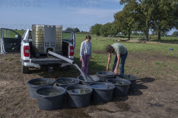 Shepherd and his daughter fill water tubs from a pickup truck for sheep in the pasture, Mecklenburg-Western Pomerania, Germany