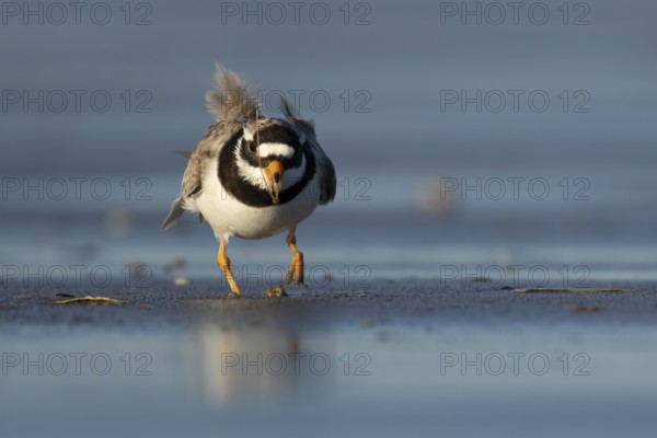 Ringed plover (Charadrius hiaticula) adult wader bird feeding on a worm on a beach, England, United Kingdom