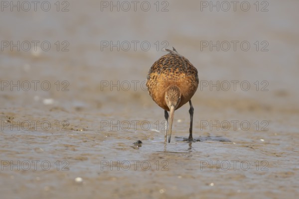 Black tailed godwit (Limosa limosa) adult male wader bird in summer plumage feeding on a mudflat, England, United Kingdom