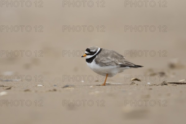 Ringed plover (Charadrius hiaticula) adult wader bird on a beach, England, United Kingdom