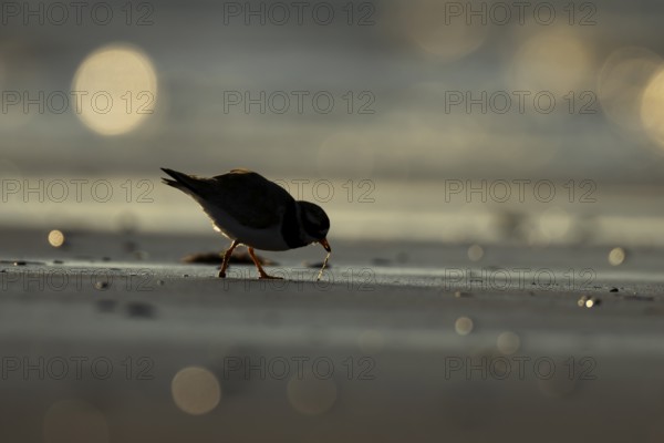 Ringed plover (Charadrius hiaticula) silhouette of an adult wader bird feeding on a worm on a beach at sunset, England, United Kingdom