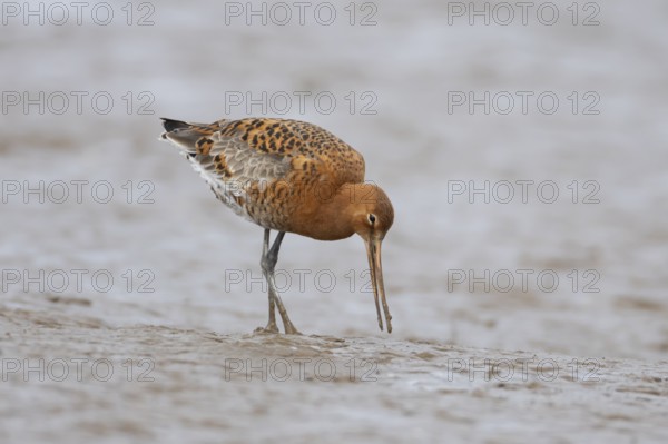 Black tailed godwit (Limosa limosa) adult male wader bird in summer plumage on a mudflat, England, United Kingdom