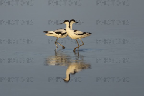 Pied avocet (Recurvirostra avosetta) two adult wader birds in a shallow lagoon in summer, England, United Kingdom