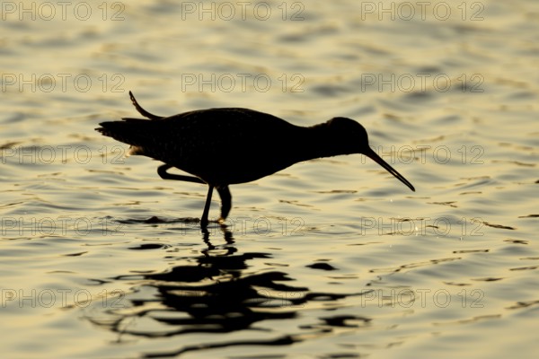 Spotted redshank (Tringa erythropus) silhouette of an adult wader bird feeding in a shallow lagoon at sunset, England, United Kingdom