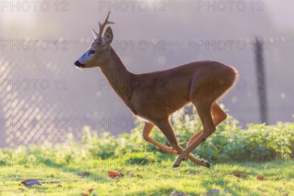A roe buck (Capreolus capreolus) runs across a green meadow on a sunny day. A fence can be seen in the background. Bavaria, Germany