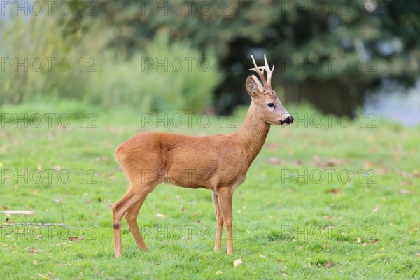A roe buck (Capreolus capreolus) stands alertly in a green meadow. Bavaria, Germany