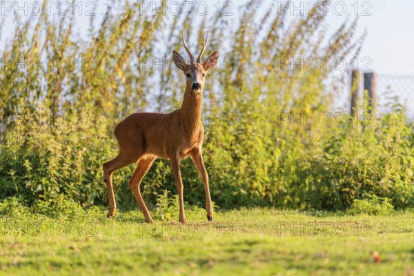 A roe buck (Capreolus capreolus) stands next to a nettle thicket on a sunny morning. Bavaria, Germany