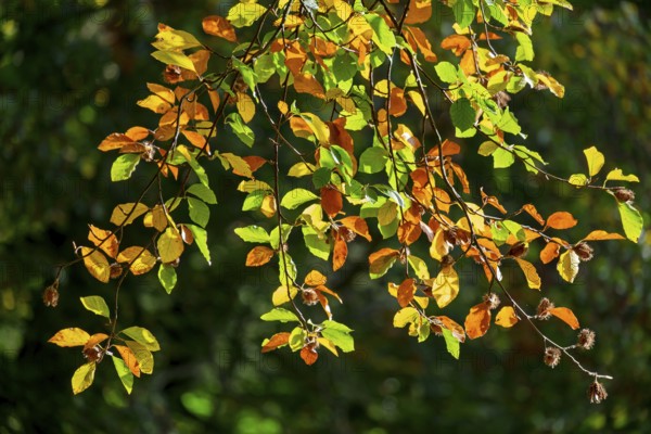 Colorful beech leaves in autumn, Münsterland, North Rhine-Westphalia, Germany