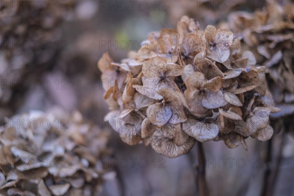 Close-up of wilted hydrangeas in soft shades of brown showing autumnal transience, Münsterland, North Rhine-Westphalia, Germany