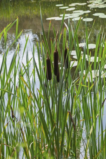 Cattail inflorescence (Typha sp.), Netherlands