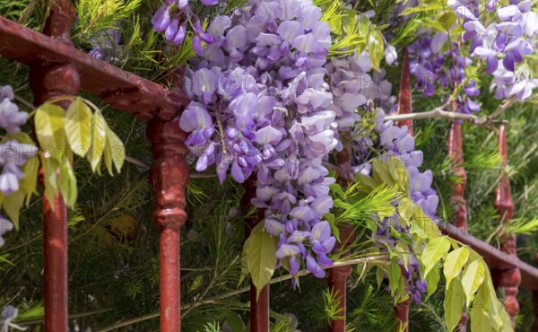 Blooming wisteria on a red garden fence, Portugal