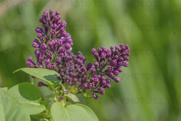 Common lilac (Syringa vulgaris), purple flowers, Rhineland-Palatinate, Germany