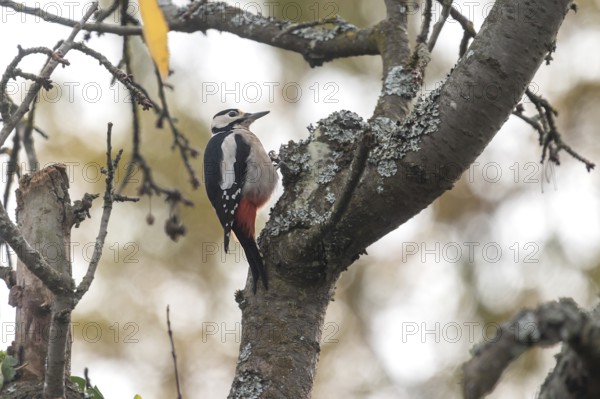 Great spotted woodpecker (Dendrocopos major) in a cherry tree, Eckental, Middle Franconia, Bavaria, Germany