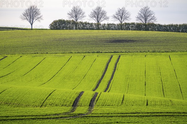 Traces of tractors in a freshly tilled field, first growth of winter grain, near Ratingen, North Rhine-Westphalia, Germany