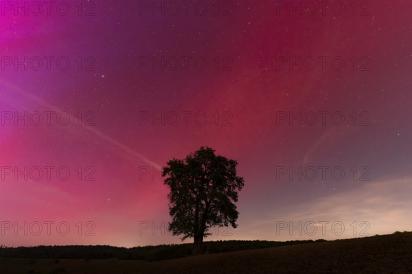 A solitary pear tree at night with aurora borealis. Rhein-Neckar District, Baden-Württemberg, Germany