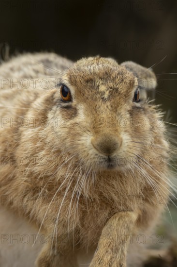 European brown hare (Lepus europaeus) adult animal head portrait, England, United Kingdom