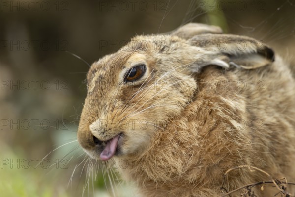 European brown hare (Lepus europaeus) adult animal showing humour or funny behaviour sticking its tongue out, England, United Kingdom
