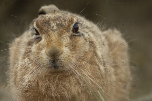 European brown hare (Lepus europaeus) adult animal head portrait, England, United Kingdom