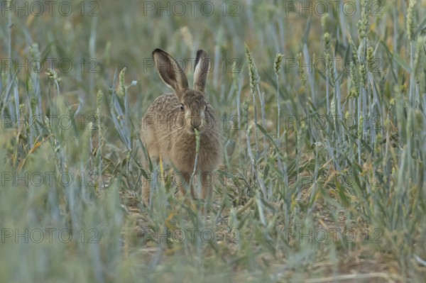 European brown hare (Lepus europaeus) adult animal eating a wheat plant sheath in a farmland field in summer, England, United Kingdom