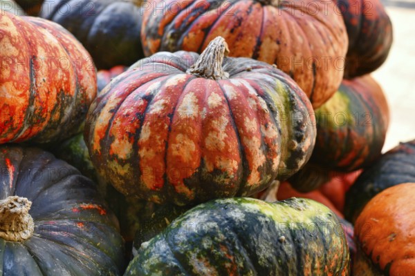 Pile of Zucca Lakota pumpkins at autumn farmers market for seasonal harvest