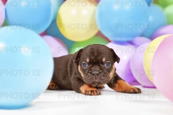 Tan French Bulldog dog puppy between colorful balloons