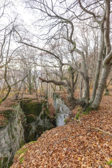 Low sun illuminates the rocks and caves of hell holes in the autumnal landscape of Dettingen an der Erms Baden-Württemberg Germany