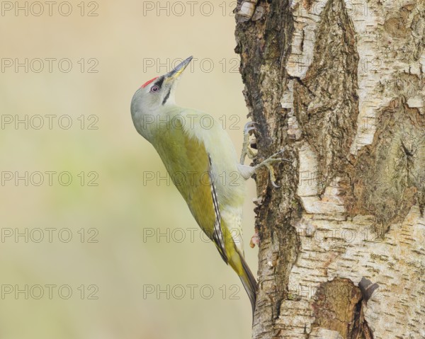 Grey woodpecker (Picus canus), male on a birch tree, wildlife, woodpeckers, nature photography, Neunkirchen, autumn, Siegerland, North Rhine-Westphalia, Germany
