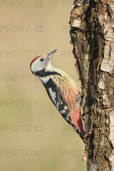 Middle woodpecker (Dendrocopos medius), on a birch tree, wildlife, woodpeckers, nature photography, autumn, Neunkirchen, Siegerland, North Rhine-Westphalia, Germany