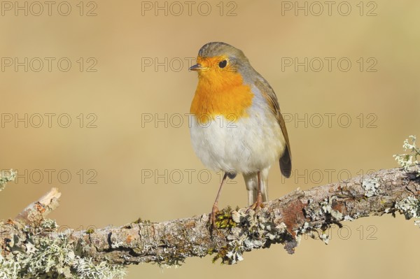 Robin (Erithacus rubecula), foraging, winter feeding, sitting on lichen-covered branch, songbirds, animals, birds, Siegerland, North Rhine-Westphalia, Germany
