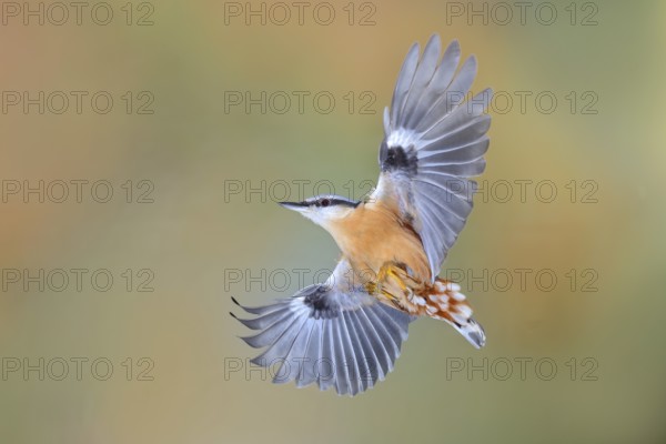 Nuthatch (Sitta europaea), in flight, side flight view, wildlife, hight speed photo, nature photography, animals, birds, Siegerland, North Rhine-Westphalia, Germany