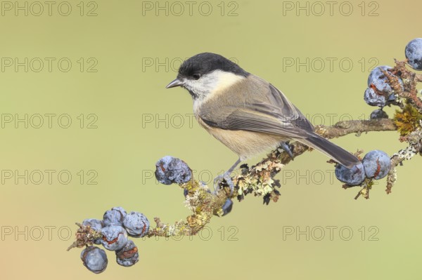 Willow tit (Parus montanus) sitting on lichen-covered sloes (Prunus spinosa) branch, wildlife, animals, birds, Siegerland, North Rhine-Westphalia, Germany