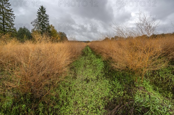 Asparagus herb in herb color, Eckental, Middle Franconia, Bavaria, Germany