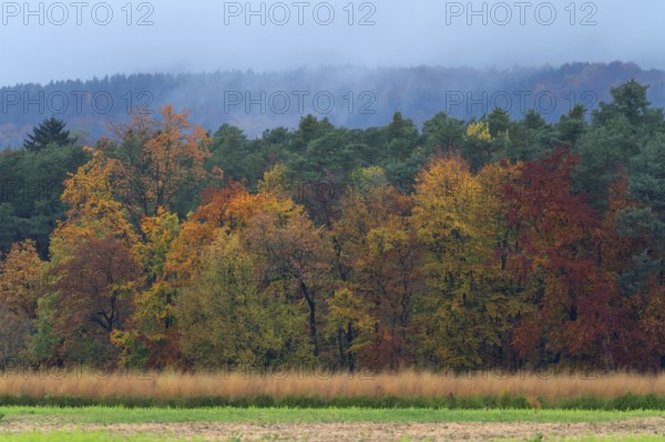 Mixed forest in autumn colors on a rainy day, Eckental, Middle Franconia, Bavaria, Germany