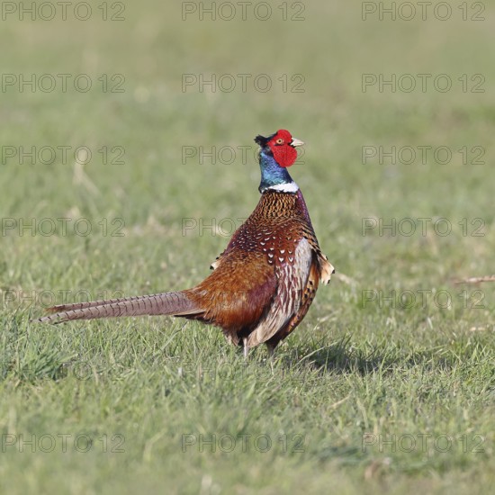 Pheasant, hunting pheasant (Phasianus colchicus), adult male bird in a meadow, wildlife, lembruch, ox moor, Dümmer nature park Park, Lower Saxony, Germany