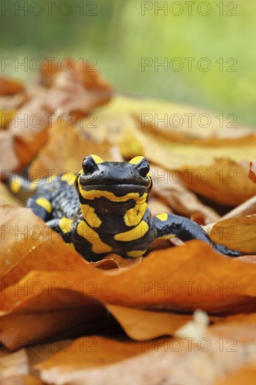Fire salamander (Salamandra salamandra), in a beech forest on autumn leaves, autumn, animal portrait, Wilnsdorf, North Rhine-Westphalia, Germany