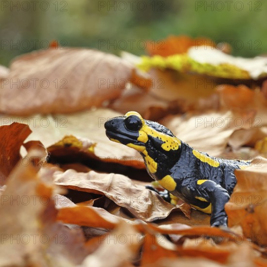 Fire salamander (Salamandra salamandra), in a beech forest on autumn leaves, autumn, animal portrait, Wilnsdorf, North Rhine-Westphalia, Germany