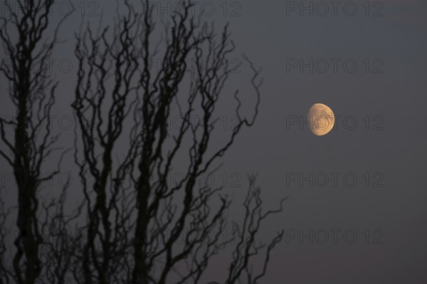 Reddish moon early evening, Darß, Mecklenburg-Western Pomerania, Germany