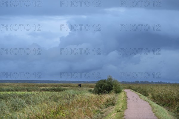 Hiking trail through the lagoon landscape, rain clouds (Nimbostratus), Ahrenshoop, Darß, Mecklenburg-Western Pomerania, Germany