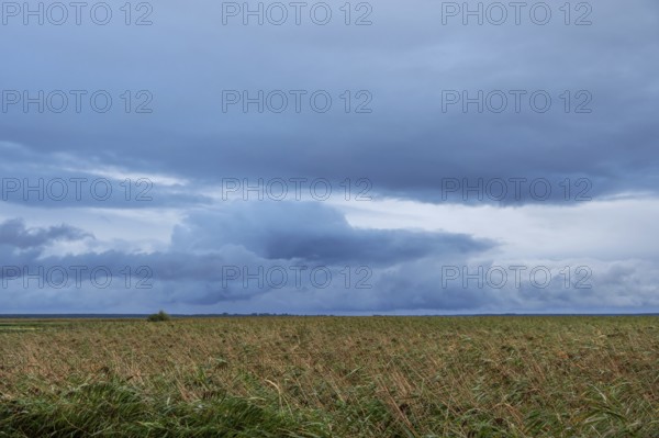 Reed, thatch (Phragmites australis) on the lagoon, dark rain clouds (Nimbostratus), Ahrenshoop, Darß, Mecklenburg-Western Pomerania, Germany