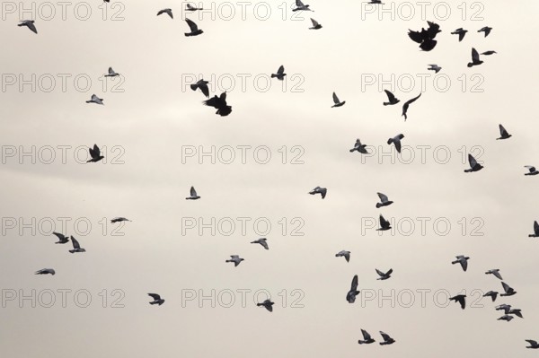 Swarm of pigeons in a city in the sky, autumn, Germany