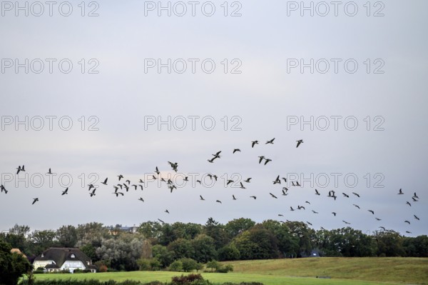 Flying gray geese (Anser anser) across the Darß, Mecklenburg-Western Pomerania, Germany