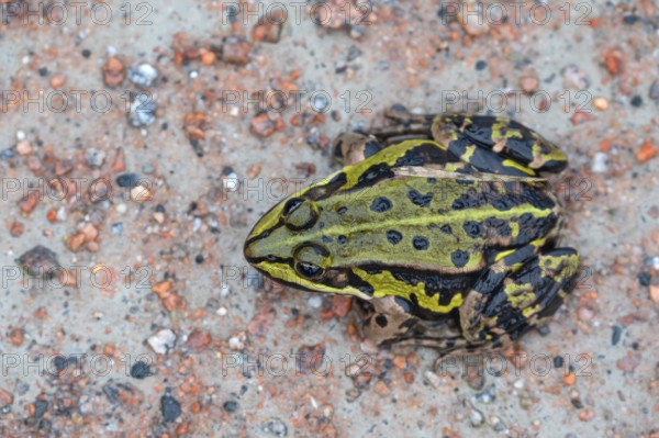 Edible Frog (Pelophylax esculentus) on a path, Darß, Mecklenburg-Western Pomerania, Germany