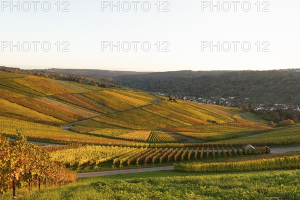 Golden evening sun shines over the colorful vines in the vineyards of Beutelsbach and Weinstadt Baden-Württemberg Germany