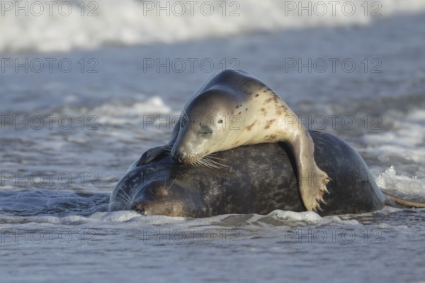 Grey seal (Halichoerus grypus) two adult animals in love courting in the waves of the sea, England, United Kingdom