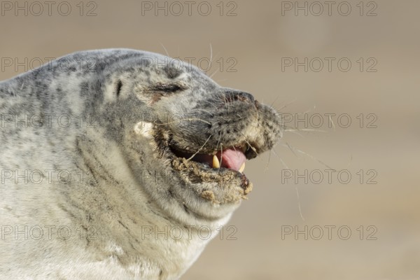 Common seal (Phoca vitulina) adult animal yawning on a beach, England, United Kingdom