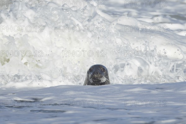 Grey seal (Halichoerus grypus) adult animal in the sea with a breaking wave in the background, England, United Kingdom