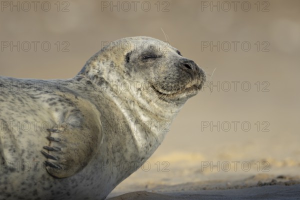 Common seal (Phoca vitulina) adult animal sleeping on a beach, England, United Kingdom