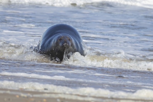 Grey seal (Halichoerus grypus) adult animal in the breaking waves of the sea, England, United Kingdom