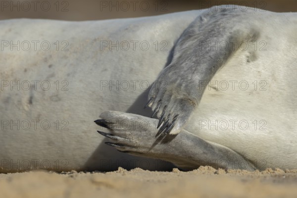 Common seal (Phoca vitulina) adult animal resting on a beach close up of its front flippers England, United Kingdom